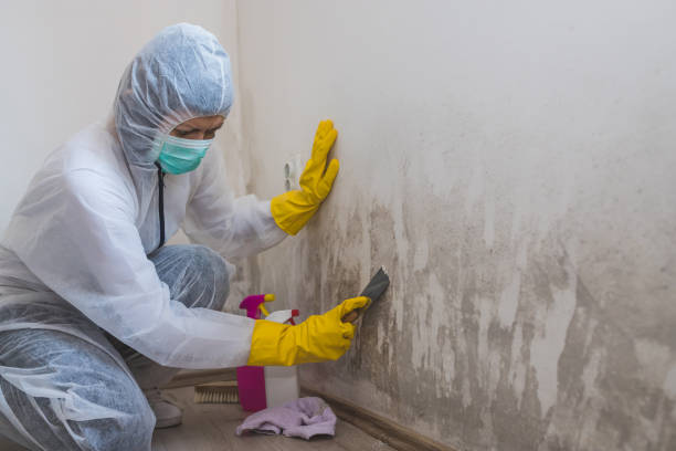 Best Crawl Space Mold Removal  in Hollandale, MS