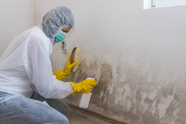 Best Mold Removal and Inspection  in Hollandale, MS
