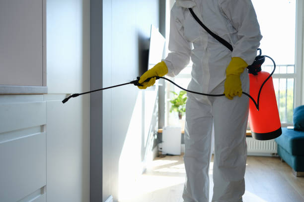 Mold Removal and Inspection in Hollandale, MS