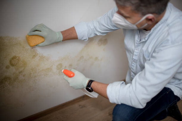 Best Toxic Mold Removal  in Hollandale, MS
