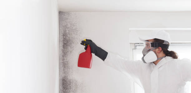 Best Certified Mold Removal  in Hollandale, MS